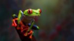 Red-Eyed-Tree-Frog-full-864x475.jpg